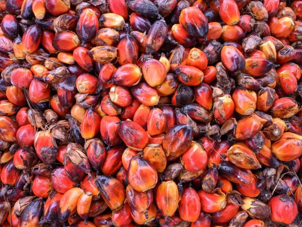 istock brondolan of oil palm fruit is still fresh 1468650047