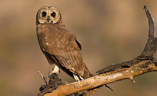 istock March Owl on pirtch 146865057