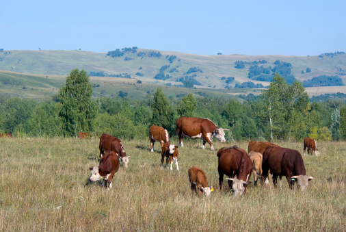 hereford herd on the pasture and hills