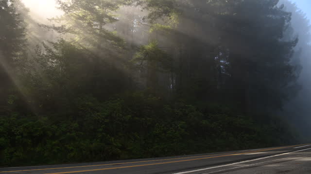 Foggy California Coastal Redwood Forest USA