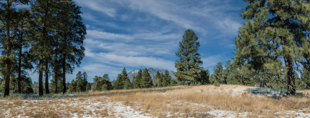Campbell Mesa is one of many wooded mesas in the Coconino National Forest of Northern Arizona.  On the west side of the mesa are stands of Ponderosa Pine interspersed with oak groves, grassy meadows and wildflowers.  On the east side the pine forest gives way to junipers and other scrub vegetation.  Campbell Mesa was named after Hugh E. Campbell, a prosperous local sheep rancher from Nova Scotia, Canada.  He was born on June 10, 1862 and came to Arizona in the early 1890's.  As a strong Democrat, he took a serious interest in civic affairs and was elected to the Arizona Senate and supported the prosperity and welfare of his community.  Campbell Mesa is now a popular destination for mountain biking, equestrian use and hiking.  This view of a snow covered meadow, with Mount Elden in the background, was photographed from the Anasazi Meadow on Campbell Mesa in the Coconino National Forest near Flagstaff, Arizona, USA.
