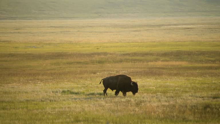 American Bison and the Colorado Prairie. United States of America. American Buffalo.