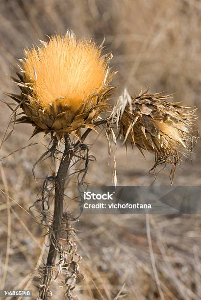 Fiori - Fotografie stock e altre immagini di Ambientazione esterna - Ambientazione esterna, Autunno, Campo