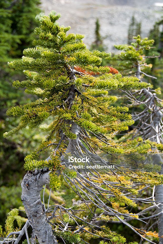 Scraggly mountain pine tree Interestingly textured tree growing on Whistler Mountain in BC. British Columbia Stock Photo