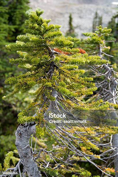 Scraggly Mountain Pine Tree Stock Photo - Download Image Now - British Columbia, Canada, Mountain