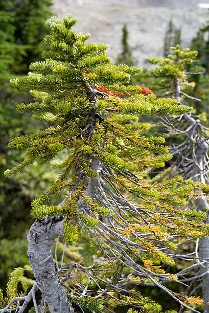 Photo of Scraggly mountain pine tree