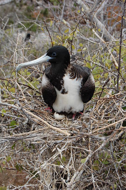istock Frigate Female bird with egg in nest 146865297