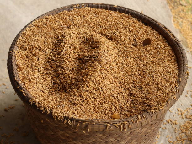 istock grains of grain in a basket, Selective focus. 1468652984