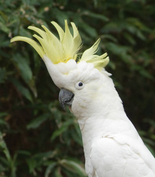 istock Sulphur Crested Cockatoo 146865350