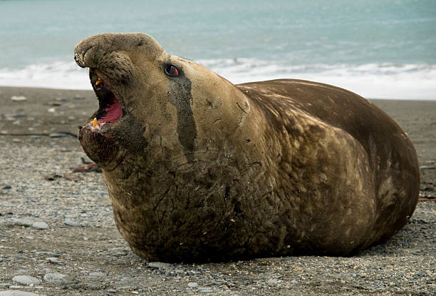 elefante-marinho masculino com a boca aberta - animal elephant seal seal yawning - fotografias e filmes do acervo