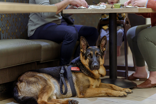 A beautiful German Shepard service dog obediently lies under the table at a restaurant while with his owner.