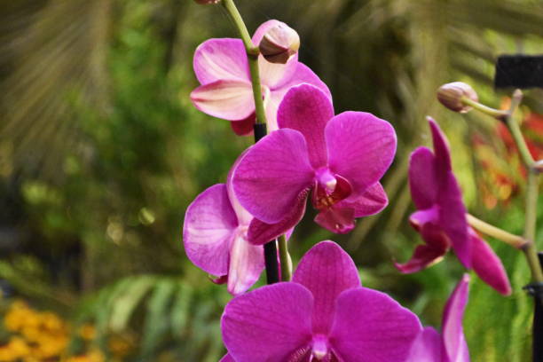 Phalaenopsis Orchids stock photo