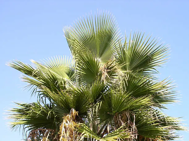 An exemplar of Washingtonia, a beautifull Palm