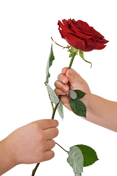 istock Hands giving and receiving a flower 146865615