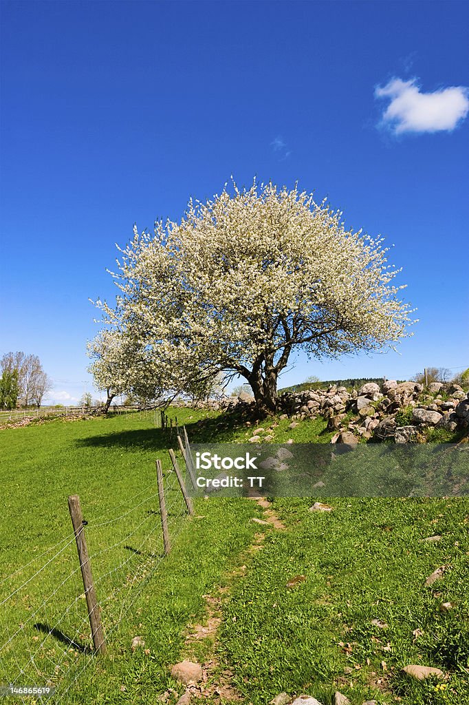 Blühende Obstbaum - Lizenzfrei Agrarbetrieb Stock-Foto
