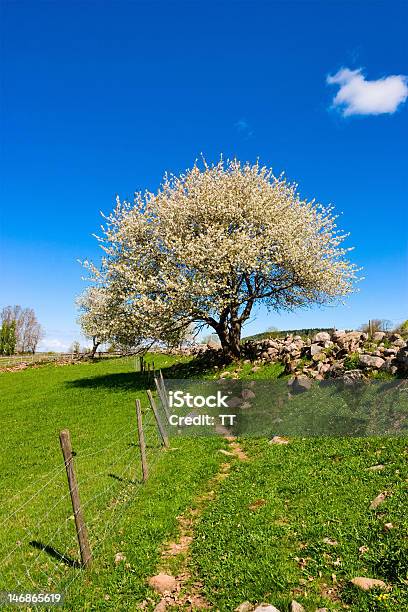 開花フルーツの木 - イネ科のストックフォトや画像を多数ご用意 - イネ科, サクラの木, 丘