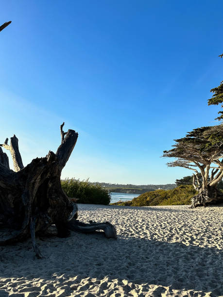 istock White sandy beach in Carmel, California 1468657784