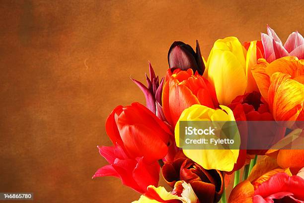 Tulips Stock Photo - Download Image Now - Arrangement, Backgrounds, Beauty In Nature