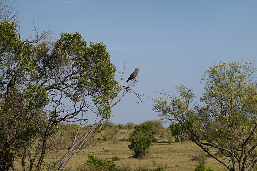 Birds in the savannah in Kenya