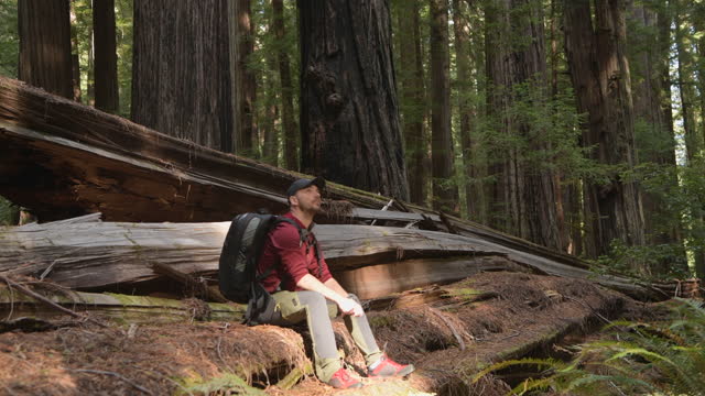 Hiker Exploring Redwood Forest Staying Between Ancient Trees
