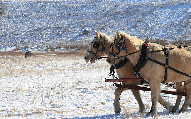 istock Team of Horses 146865850