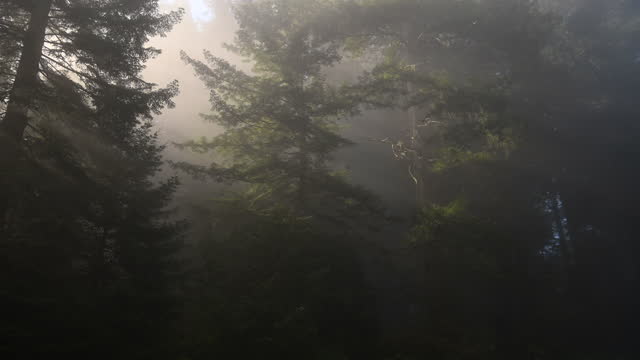 Foggy Morning in the Ancient California Redwood Forest