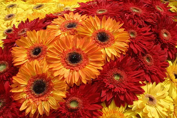many gerbers in a colorful decoration