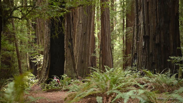 Tourist Exploring Ancient California Redwood Forest