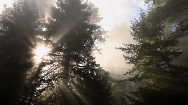 Redwood Forest of California Covered by Morning Coastal Fog