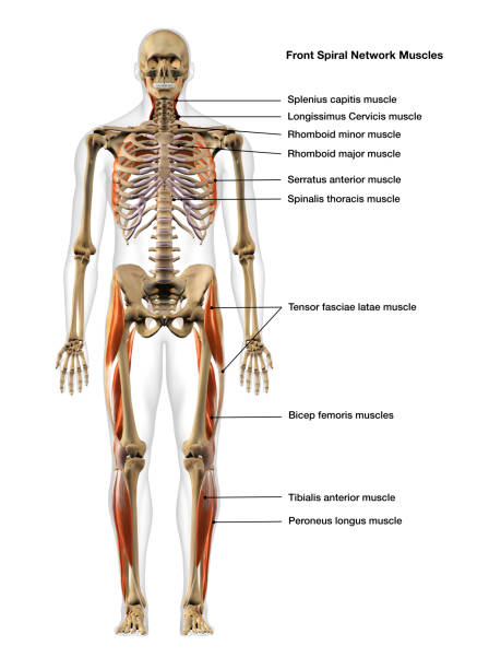 maschio full body spiral network muscoli vista frontale isolata su sfondo bianco - body building human muscle male body foto e immagini stock