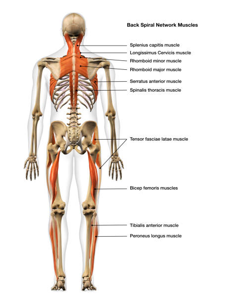 muscoli della rete a spirale del corpo intero maschile vista posteriore isolata su sfondo bianco - body building human muscle male body foto e immagini stock