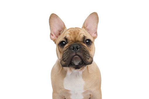 Closeup portrait of a French bulldog gazing on isolated white background