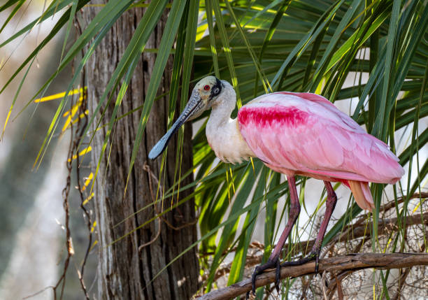 oiseau rose rose rose de roseate spoonbill dans le parc de zones humides d’orlando en floride centrale etats-unis - animal beak bird wading photos et images de collection