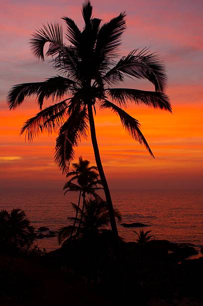 istock Palm tree silhouette over red sky and sea 146866409