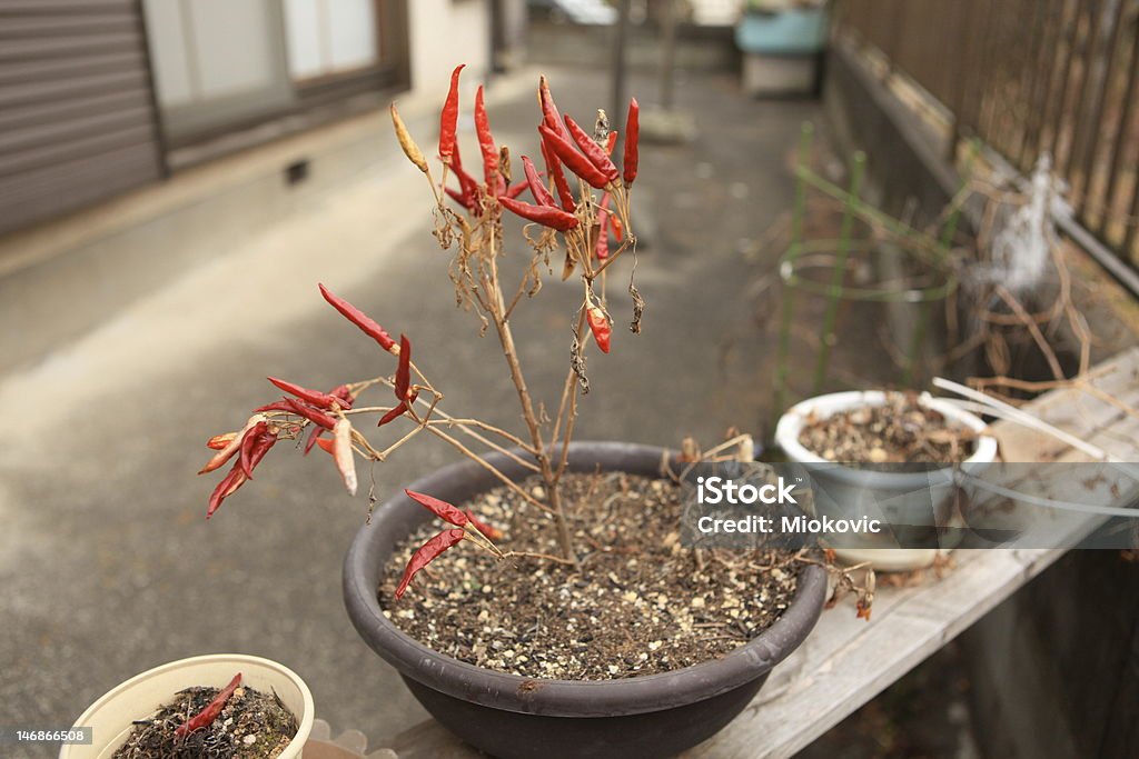 鉢植えのホットペッパー - パティオのロイヤリティフリーストックフォト