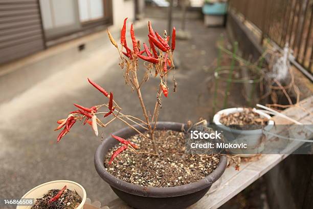 Foto de Pimentão Quente Em Conserva e mais fotos de stock de Calor - Calor, Canteiro de Flores, Condimento - Temperos