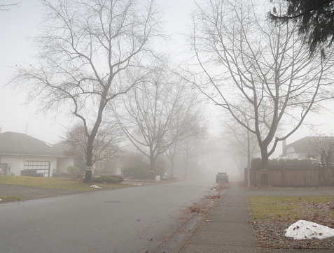 Foggy morning in autumn. Detached houses and tall oak trees line this Metro Vancouver neighbourhood.