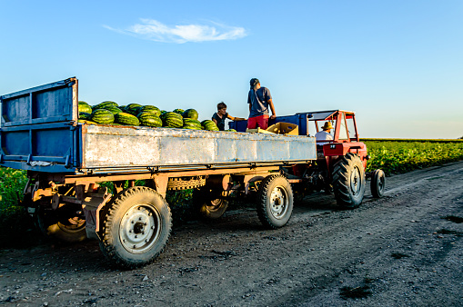 A Farmer is Driving Tractor After Picking up Watermlenos From an Agricultural Field.