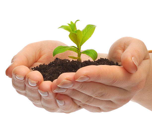 istock hands holding green plant with earth 146866538