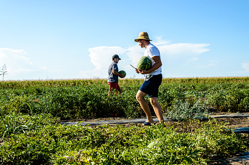 Group of Farmers are Working in the Field and Harvesting Watermelons During a Harvesting Season.