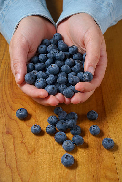 Blueberry tumble from hands stock photo