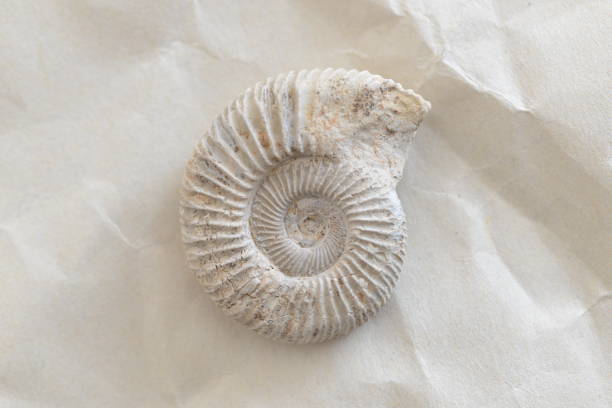 Fossil Ammonite surface from the late Jurassic period