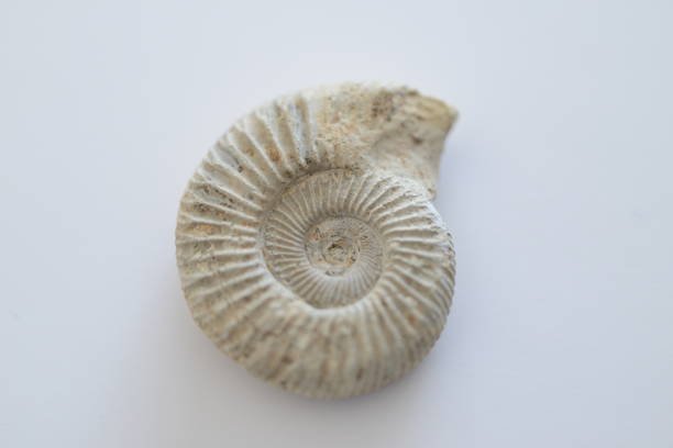 istock Fossil Ammonite surface from the late Jurassic period 1468667741