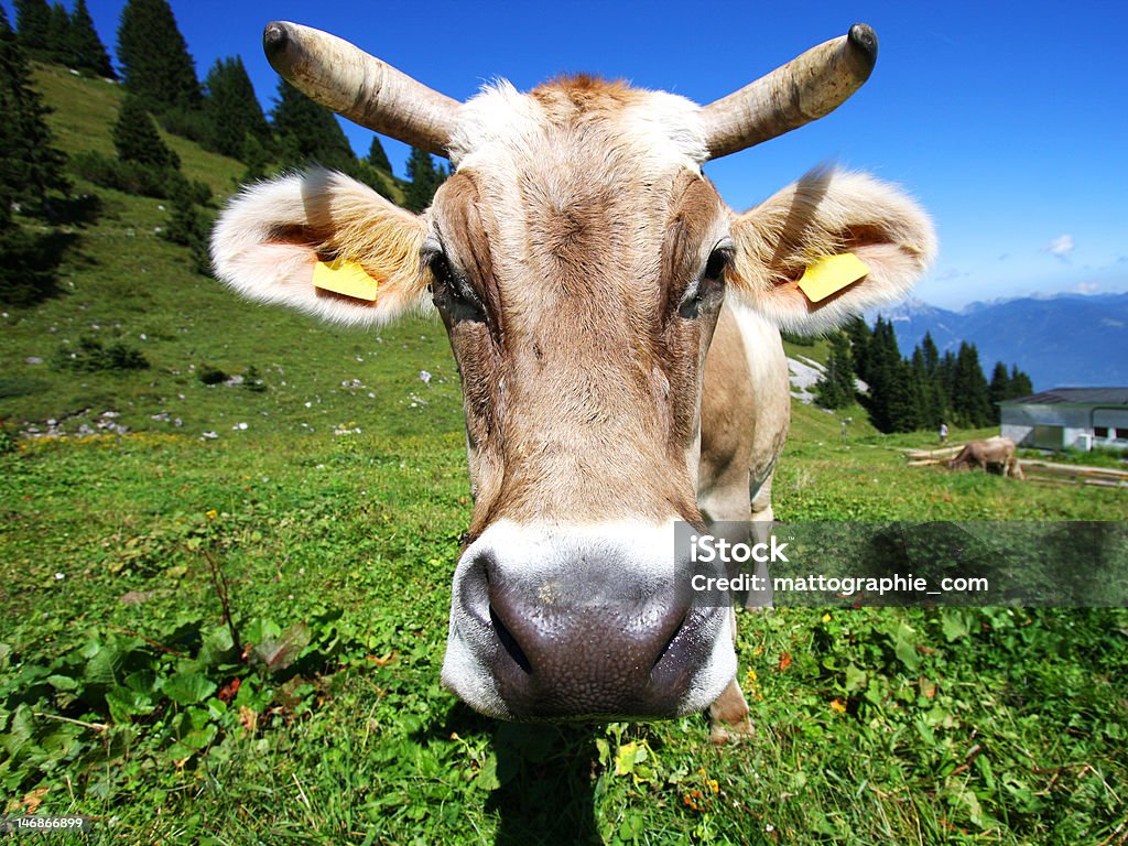 Kuh auf die Alpen - Lizenzfrei Alpen Stock-Foto