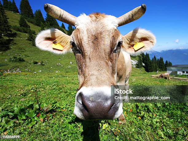 Foto de Vaca Sobre Alpes e mais fotos de stock de Alpes do sul da Nova Zelândia - Alpes do sul da Nova Zelândia, Alpes europeus, Azul