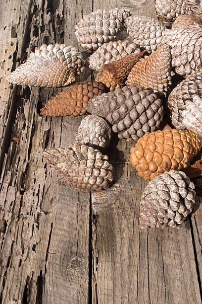 Conos de pino en mesa de jardín - foto de stock