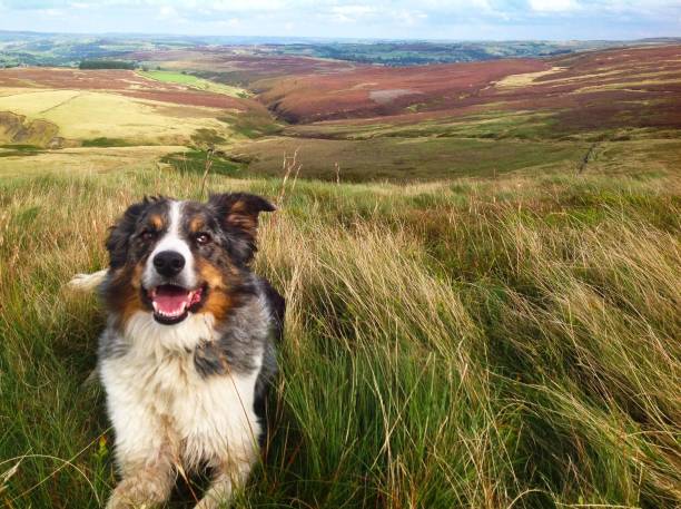 istock Yorkshire Sheep Dog & Heather 1468669258