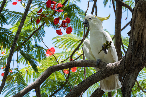 Australian Sulphur-crested Cockatoo sitting on branch in tree eating seed pods. Large white and yellow cockatoo