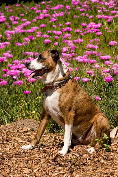 Perro con flores - foto de stock