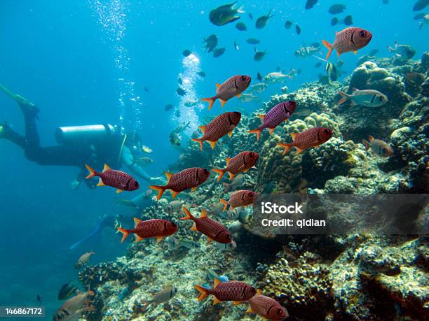 Photo libre de droit de Reefeye banque d'images et plus d'images libres de droit de Au fond de l'océan - Au fond de l'océan, Banc de poissons, Colonie d'animaux